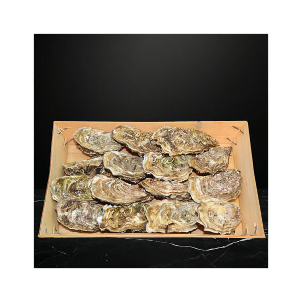 �sters - Normandie 