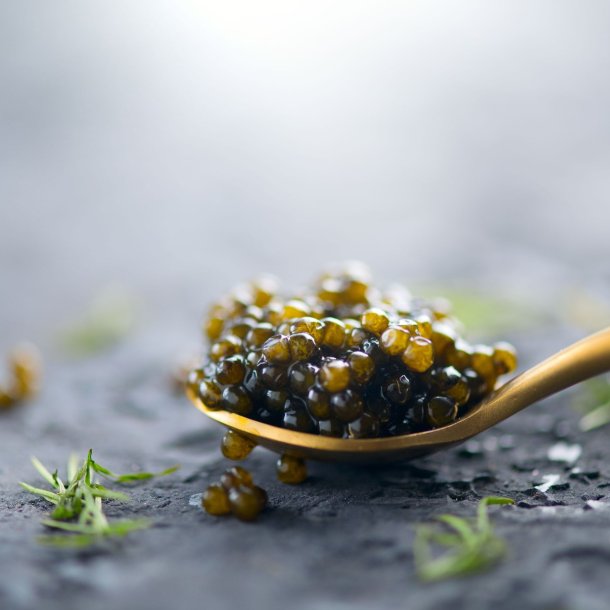 CAYOSA- Kaluga Caviar
