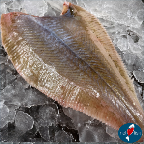 Rdsptte flede - Mellem  ( 8 STK )