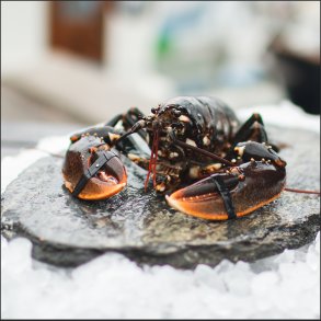 Sort Hummer ( Dansk )