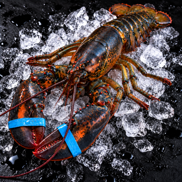 Canadiske Hummer