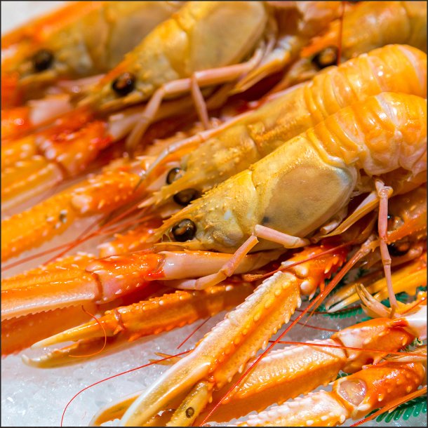 Jomfruhummer ( Stor )