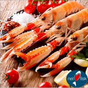 Jomfruhummer ( Stor )