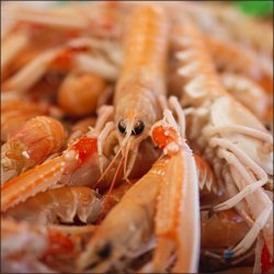 Jomfruhummer 14 - 20 