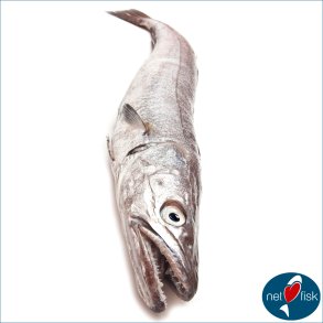 Havbars - fisk - Netfisk.dk Hirtshals
