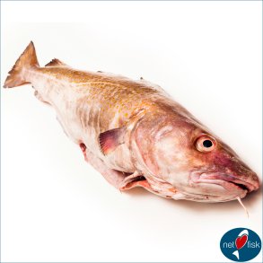Havbars - fisk - Netfisk.dk Hirtshals